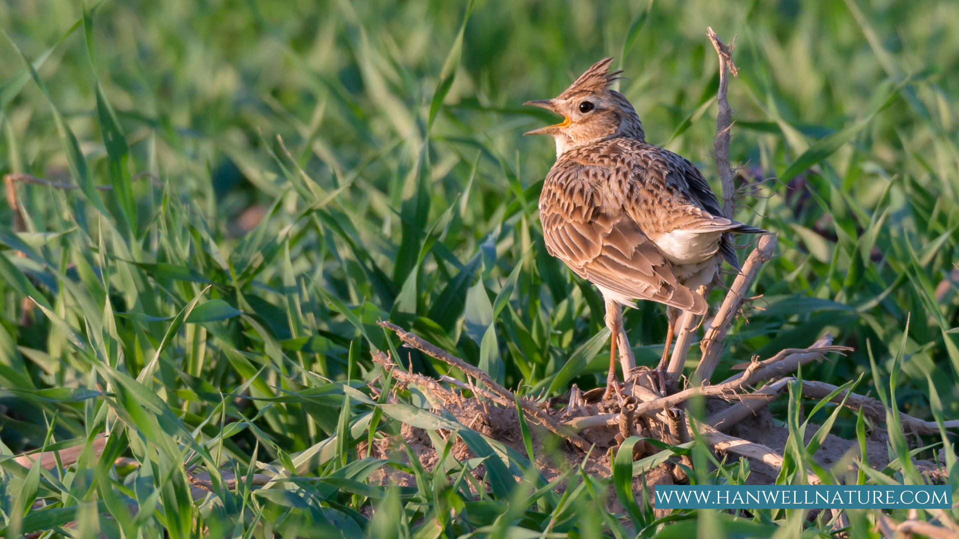 Skylark on the ground size compated to grass