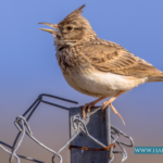 Skylark on chain fence