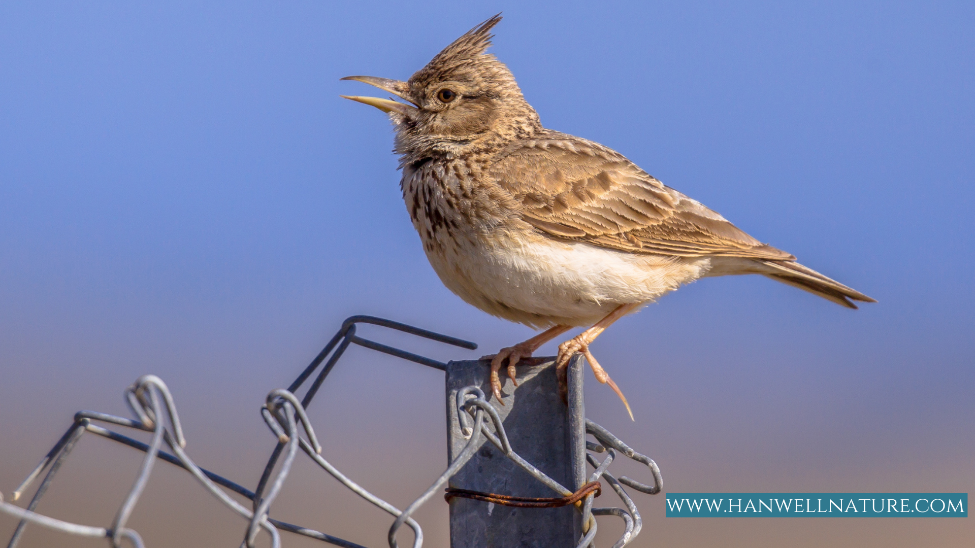 Skylark on chain fence