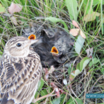 The tiny chicks are hidden behind very small clumps of grass