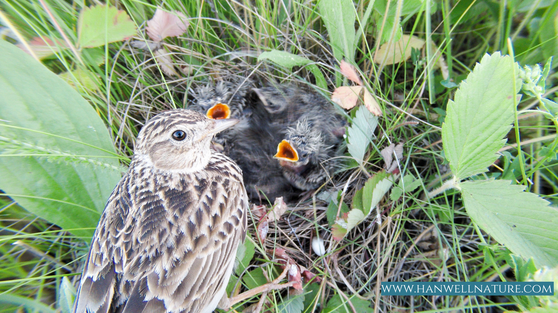 The tiny chicks are hidden behind very small clumps of grass