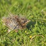 Vulnerable Skylark chicks are easily trampled