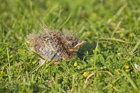 Vulnerable Skylark chicks are easily trampled