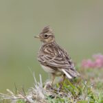 Skylark