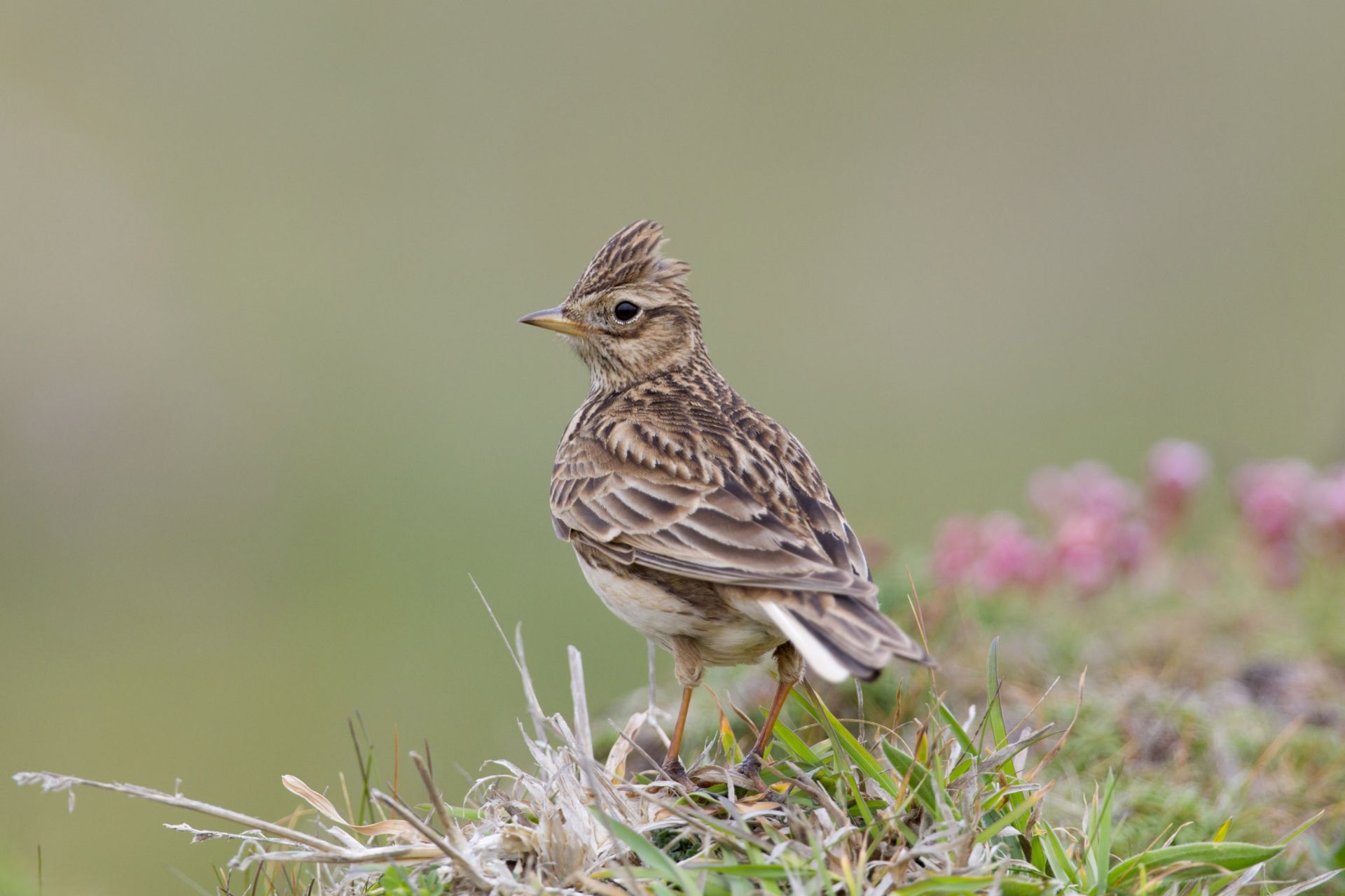 Skylark