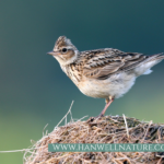 Skylarks on Warren Farm need our help