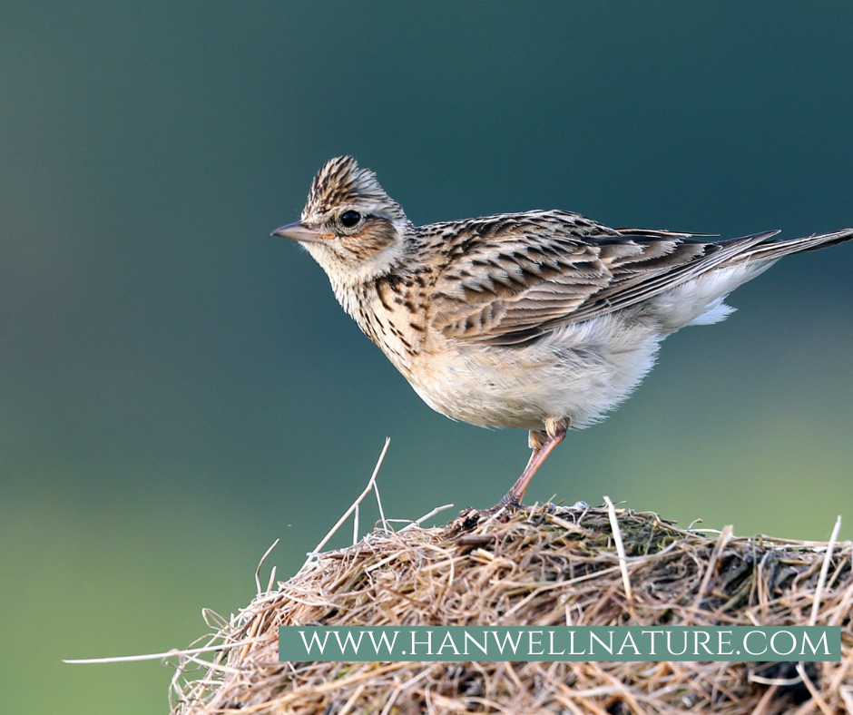 Skylarks on Warren Farm need our help